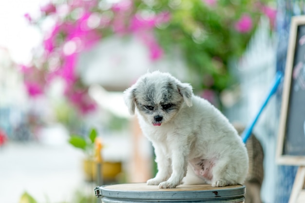 Immagine del cane bianco, tiro di foto sveglio, concetto del cane di amore