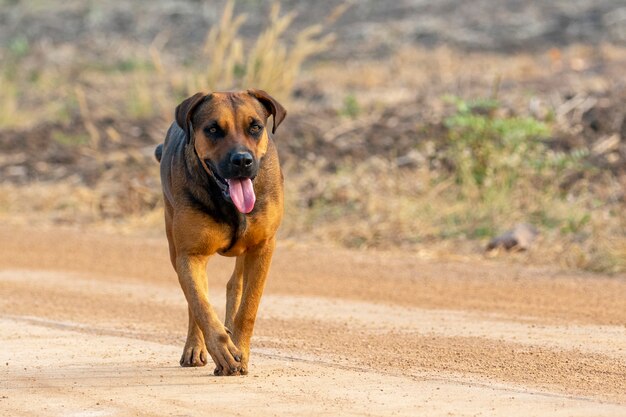 Immagine del cane marrone sulla natura.