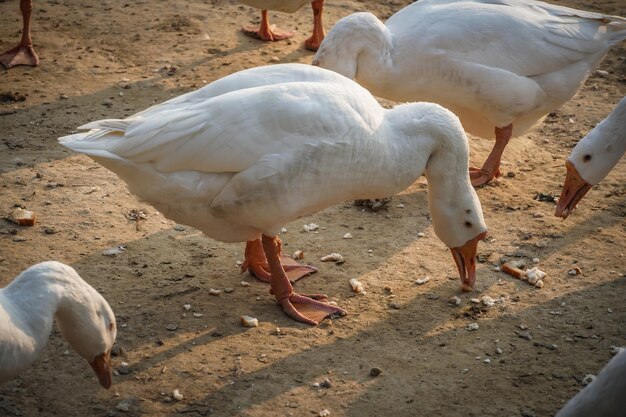 Immagine del cigno che mangia cibo nel parco Immagine ad alta definizione