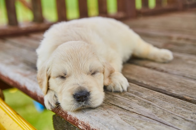 Immagine del cucciolo di golden retriever bianco che dorme sul ponte di legno del parco giochi all'esterno