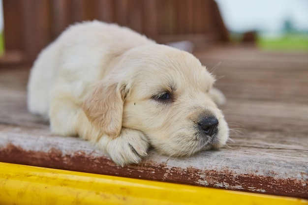 Immagine del cucciolo di golden retriever bianco che riposa sul ponte di legno all'esterno