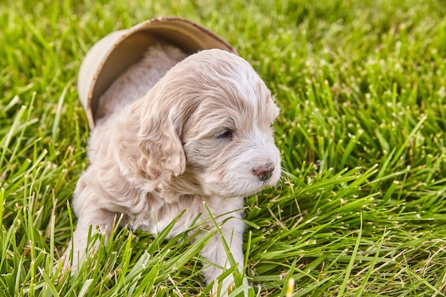 Immagine del cucciolo di Goldendoodle bianco seduto all'interno di un vaso di fiori sull'erba