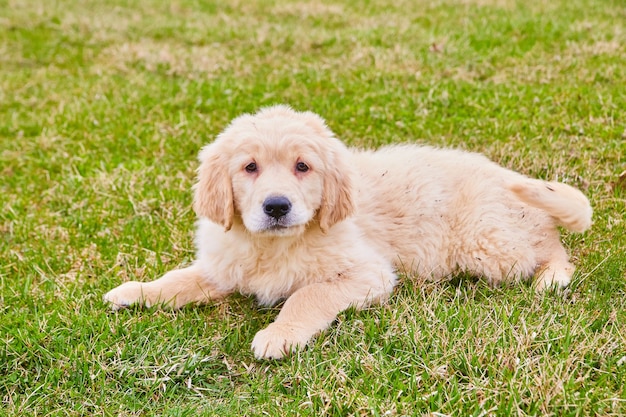 Immagine del cucciolo di goldendoodle più anziano che riposa nell'erba