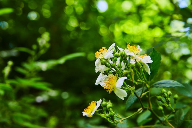 Immagine del dettaglio macro di fiori bianchi e gialli che sbocciano nella foresta