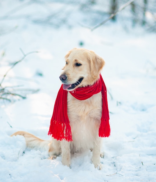 Immagine del documentalista dorato bianco del cane in sciarpa rossa