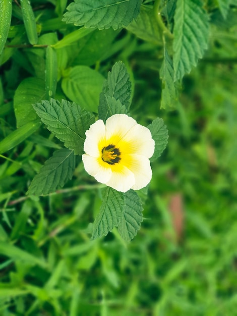 Immagine del fiore giallo sullo sfondo del giardino bella natura che tonifica il design della natura primaverile