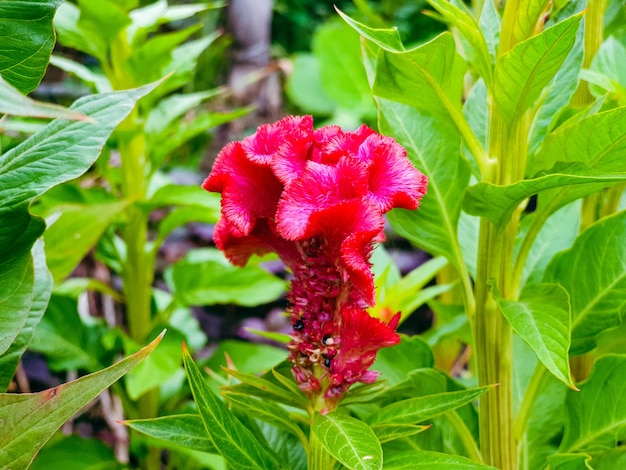 Immagine del fiore rosso sullo sfondo del giardino fiorito bella natura tonificante primavera natura design
