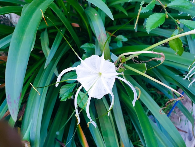 Immagine del fiore sfondo vintage bella natura tonificante primavera natura design sole pianta.