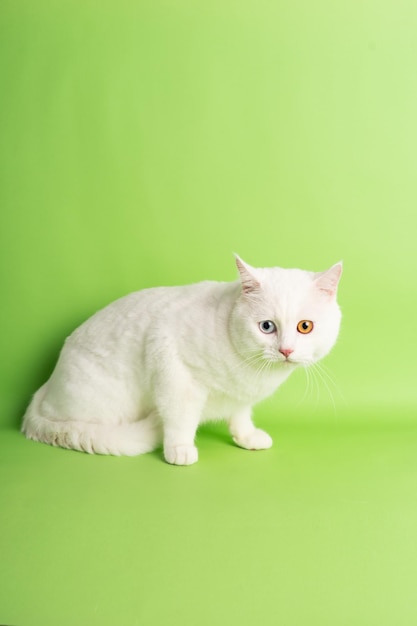 immagine del gatto bianco con due colori degli occhi isolati su sfondo blu