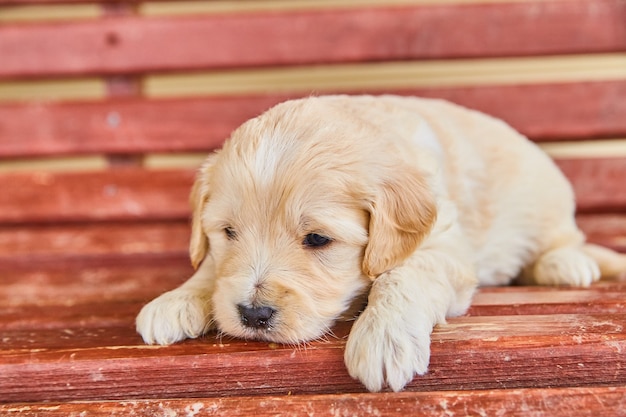 Immagine del golden retriever bianco quasi addormentato nella panchina rossa