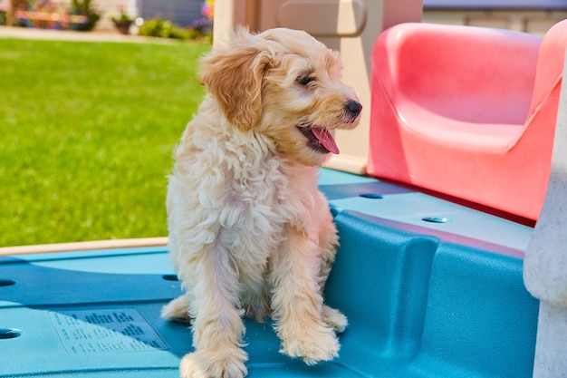 Immagine del Golden Retriever seduto nel set da gioco per bambini