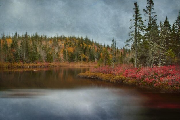 immagine del lago forestale naturale