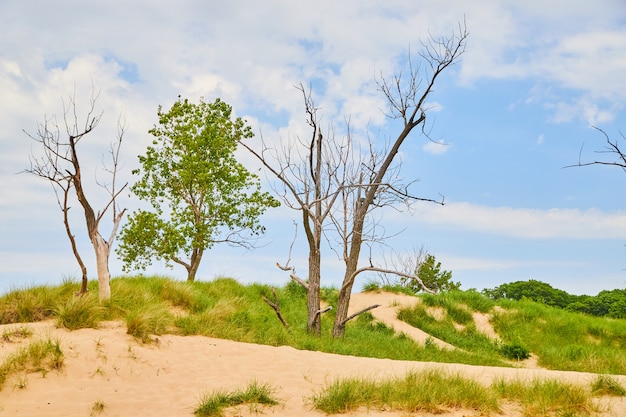 Immagine del paesaggio di dune di sabbia con sabbia e piante verdi