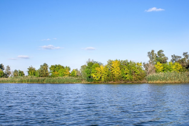 Immagine del paesaggio di una grande vegetazione della riva del fiume