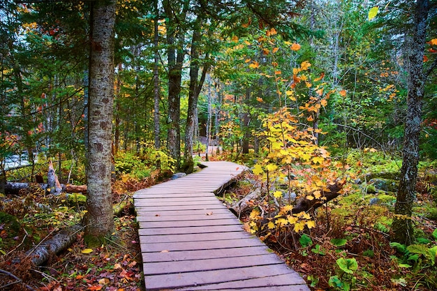 Immagine del percorso in legno attraverso la foresta con un grande albero e colori autunnali