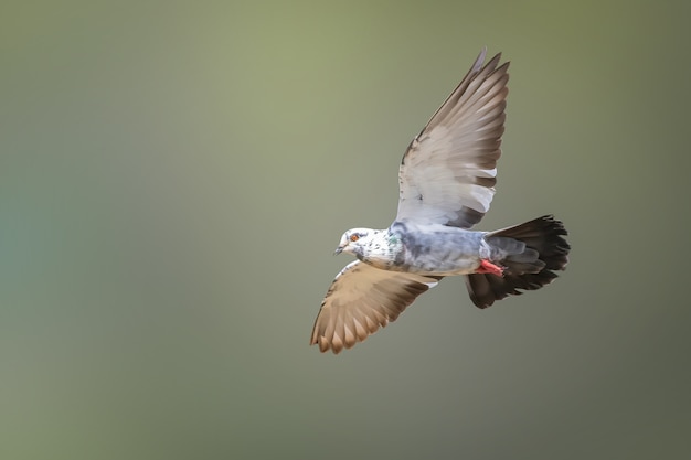 Immagine del piccione che vola sullo sfondo della natura. Uccello, Animali.