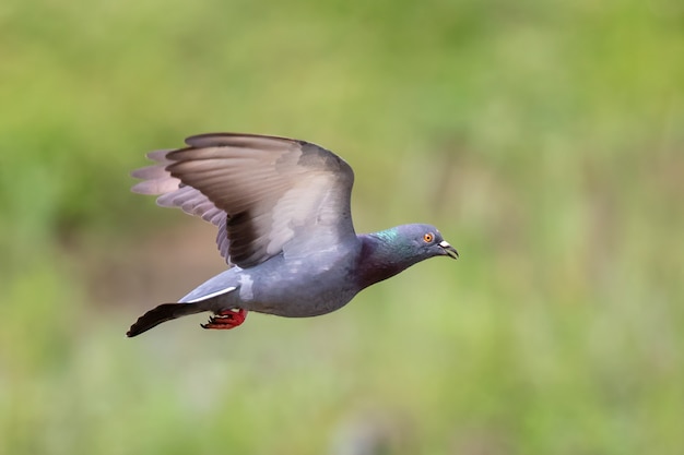 Immagine del piccione che vola sullo sfondo della natura. Uccello, Animali.