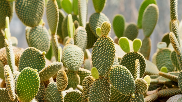 Immagine del primo piano del cactus dell'orecchio del coniglietto o dell'Opuntia microdasys nel giardino botanico