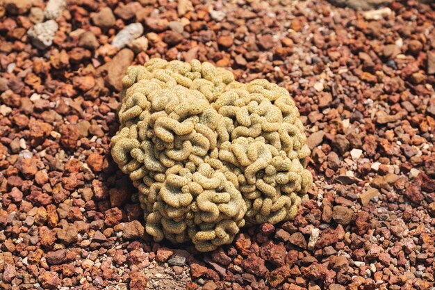 Immagine del primo piano del cervello Cactus o Mammillaria Elongata Cristata nel giardino botanico