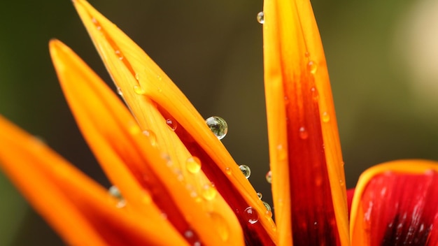 Immagine del primo piano del fiore