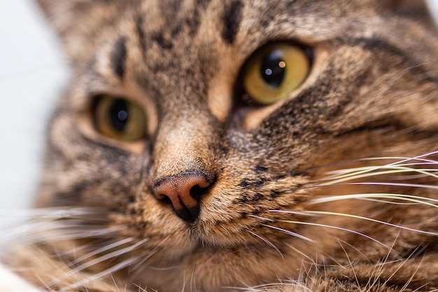 Immagine del primo piano del naso del gatto dello zenzero con la profondità di campo ridotta del fuoco selettivo e la sfocatura dello sfondo