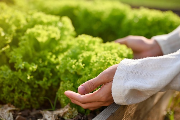 Immagine del primo piano dell'agricoltore maschio che raccoglie o che raccoglie le verdure dell'insalata verde