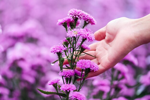 Immagine del primo piano della mano di una donna che tocca il bel fiore di Margaret nel campo