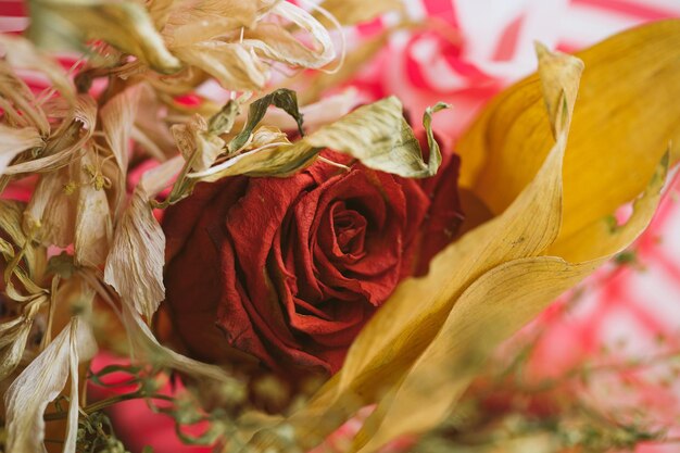 Immagine del primo piano della rosa secca di San Valentino Studio girato