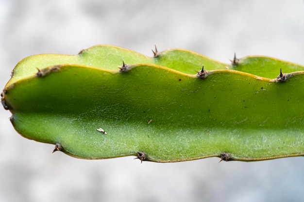 Immagine del primo piano di euphorbia ingens cactus alberi Euphorbia aggregata cactus dal Sud Africa Euphorbia trigona cactus cattedrale Albero del latte africano