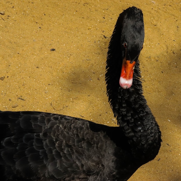 Immagine del primo piano di un cigno nero in gabbia