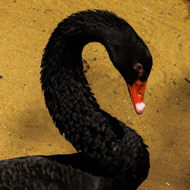 Immagine del primo piano di un cigno nero in gabbia