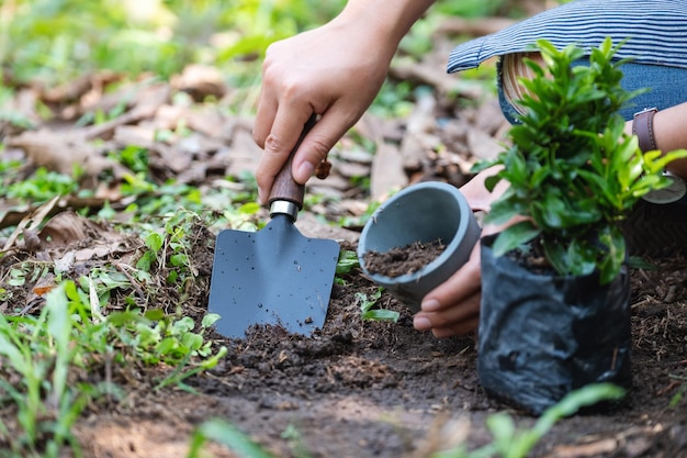 Immagine del primo piano di una donna che si prepara a ripiantare la pianta utilizzando una pala per raccogliere il terreno nella pentola per il concetto di giardinaggio domestico