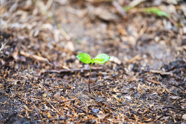 Immagine del primo piano di una piccola pianta che cresce sul terreno