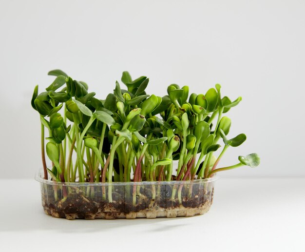 Immagine del primo piano di una scatola di plastica con germogli microgreen di girasoli verdi isolati su sfondo bianco