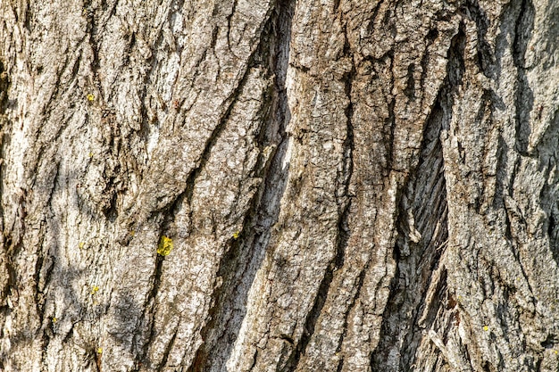 Immagine del primo piano di una vecchia struttura di corteccia di albero