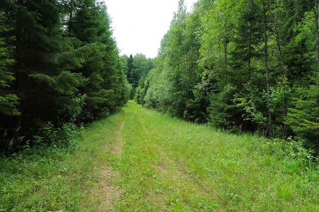 Immagine del sentiero nel bosco