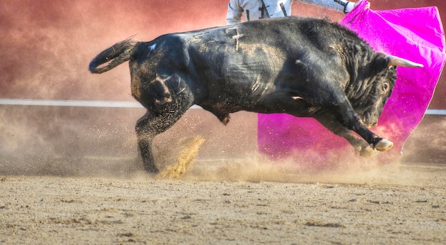 Immagine del toro da combattimento dalla Spagna. Toro nero