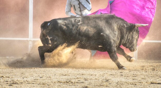 Immagine del toro da combattimento dalla Spagna. Toro nero