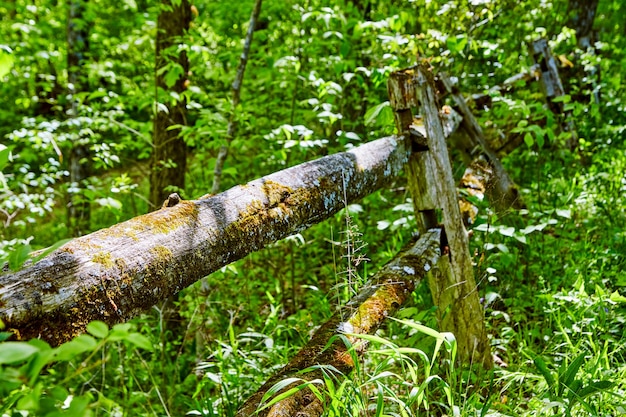 Immagine del vecchio recinto di legno con muschi e licheni contro la foresta