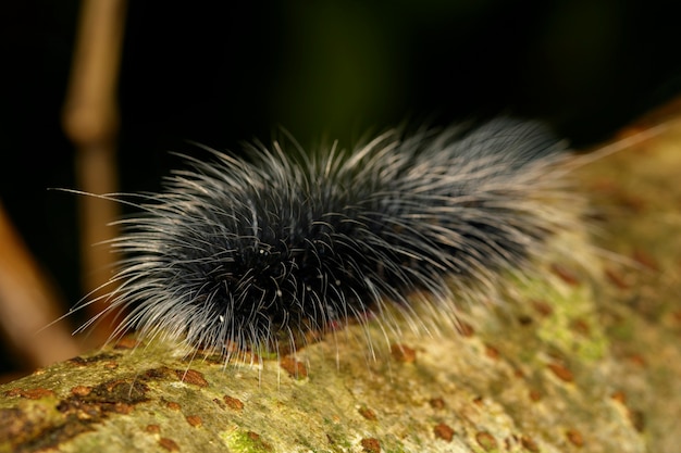 Immagine del verme bruco nero (Eupterote tetacea) con capelli bianchi sul ramo. Insetto,. Animale.