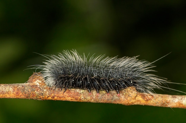 Immagine del verme bruco nero (Eupterote tetacea) con capelli bianchi sul ramo. Insetto,. Animale.