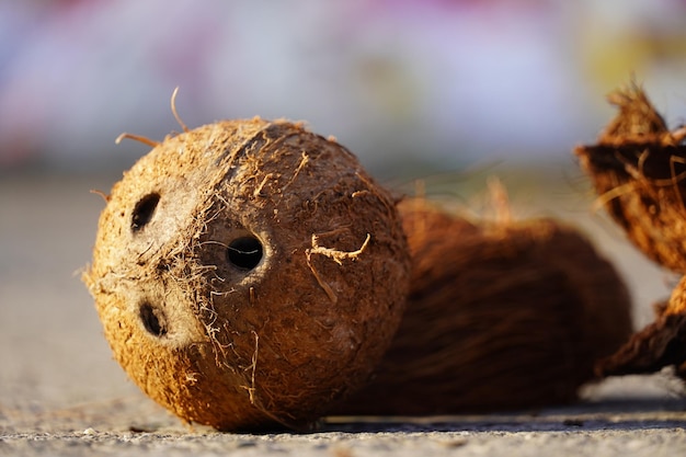 Immagine del viso di cocco hd