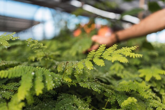 Immagine del vivaio forestale in America Latina. Specie locali. Conservazione dell'ambiente.