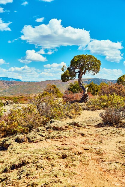 Immagine dell'albero di prestito nel deserto con rocce e montagne