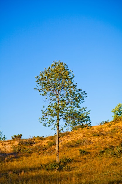 Immagine dell'albero solitario sul pendio di una collina con uno sfondo blu