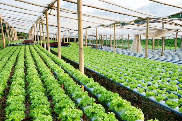 immagine dell'azienda agricola di verdure di coltura idroponica