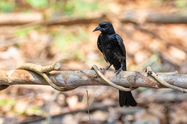 Immagine dell'uccello drongo crestato dei capelli su un ramo di albero sullo sfondo della natura Animali