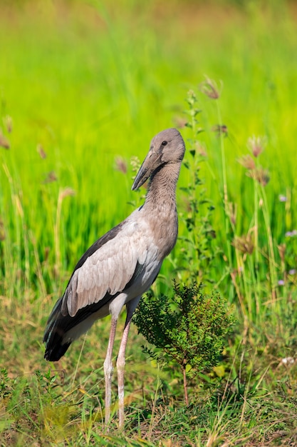 Immagine della cicogna asiatica openbill. Animali selvaggi.