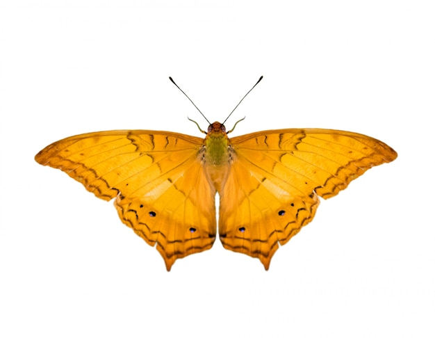 Immagine della farfalla comune dell'incrociatore (Vindula Erota Erota) isolata su fondo bianco