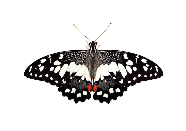 Immagine della farfalla di calce (Papilio demoleus) isolata su sfondo bianco